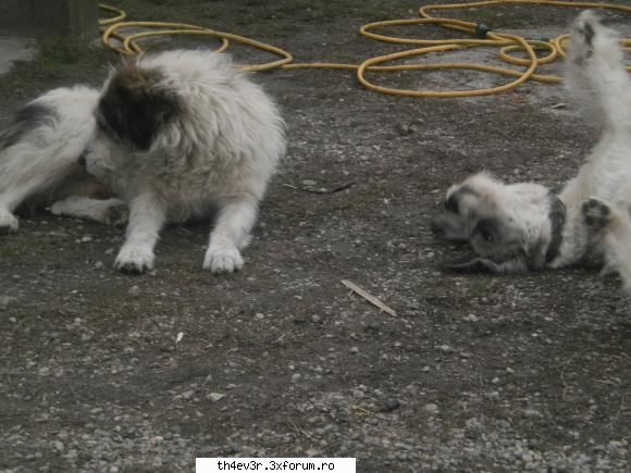 Animale de casa - Bai puneti si voi poze cu animalele voastre` ;x - Totul despre noi